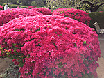 Img_0690_12